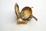 Shell Purse And Brooch 2